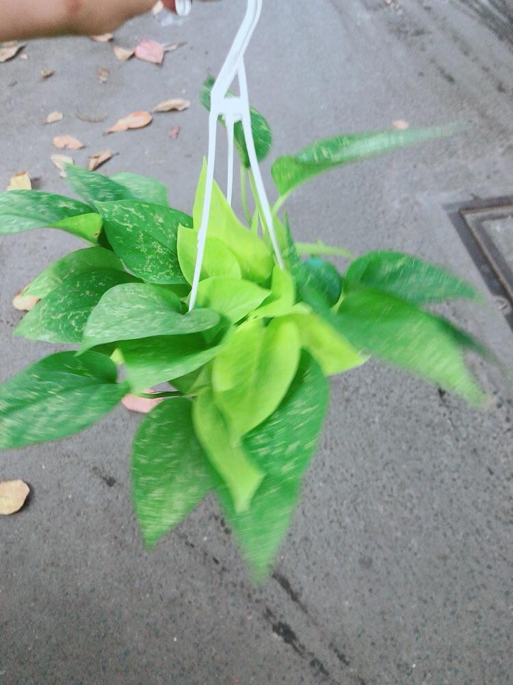 Trầu Bà Thái Vàng