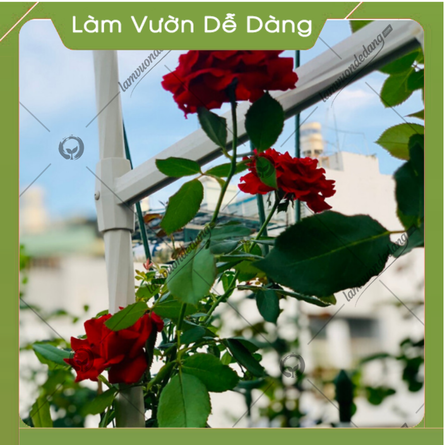 CỔNG VÒM HOA HỒNG LEO cao 2M85 - Dùng làm khung cổng vòm hoa, giàn leo, giá đỡ cho cây hoa hồng leo, cây hoa leo - Giúp cây không bị đổ ngã - Tạo không gian đẹp cho khu vườn