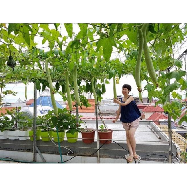Hạt Giống Mướp Hương Thái Lan F1 Cực Thơm Sai Trái Trồng Quanh Năm Gói 1G 10Hạt - Khu Vườn Ban Công