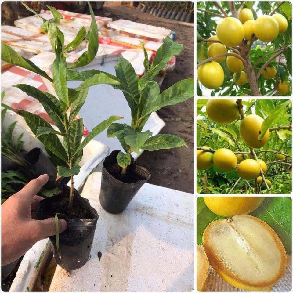 Cây giống Vú Sữa Hoàng Kim Bầu to .