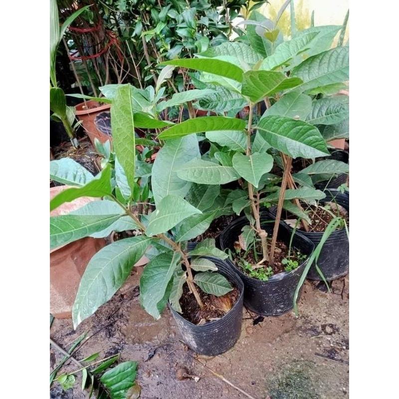 CÂY GIỐNG HOA MAI XANH THÁI
