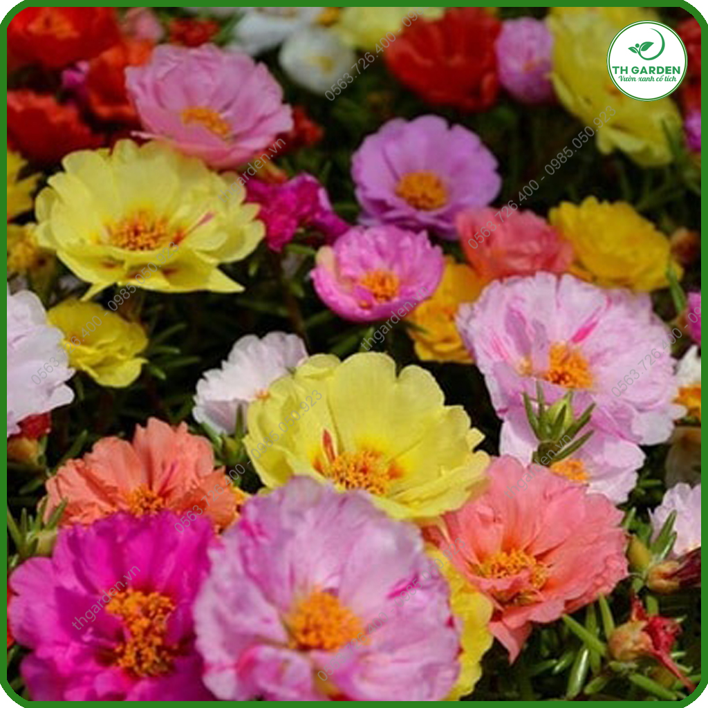 Hạt Giống Hoa Mười Giờ Mỹ Cánh Kép Bông To - Hạt Giống Dễ Trồng Dễ Chăm Sóc, Hoa Thơm, Bền Màu, Lâu Tàn