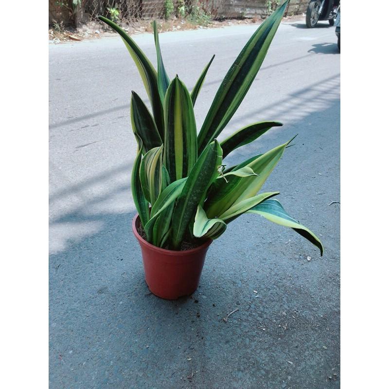 Lưỡi Hổ Hoàng Kim