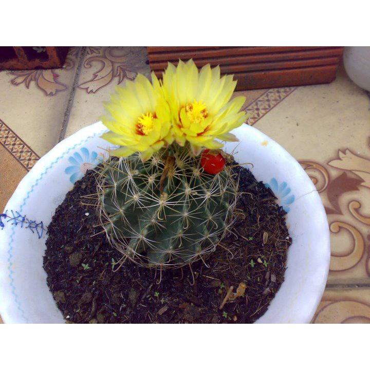 Hạt giống hoa xương rồng hamato KNS3546 - Gói 20 hạt