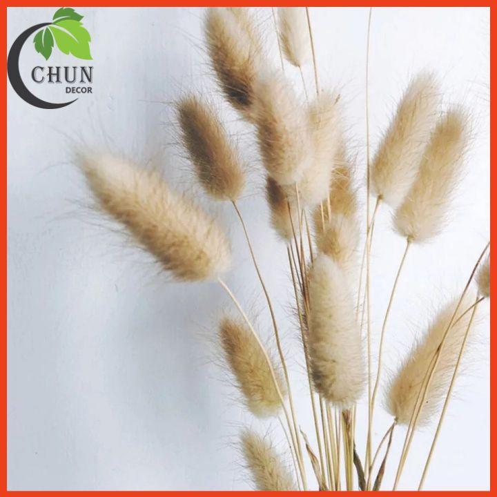 Hoa Khô, Bình Hoa Cỏ Đuôi Cao 25cm Trang Trí Nhà Cửa, Cửa Hàng, Văn Phòng