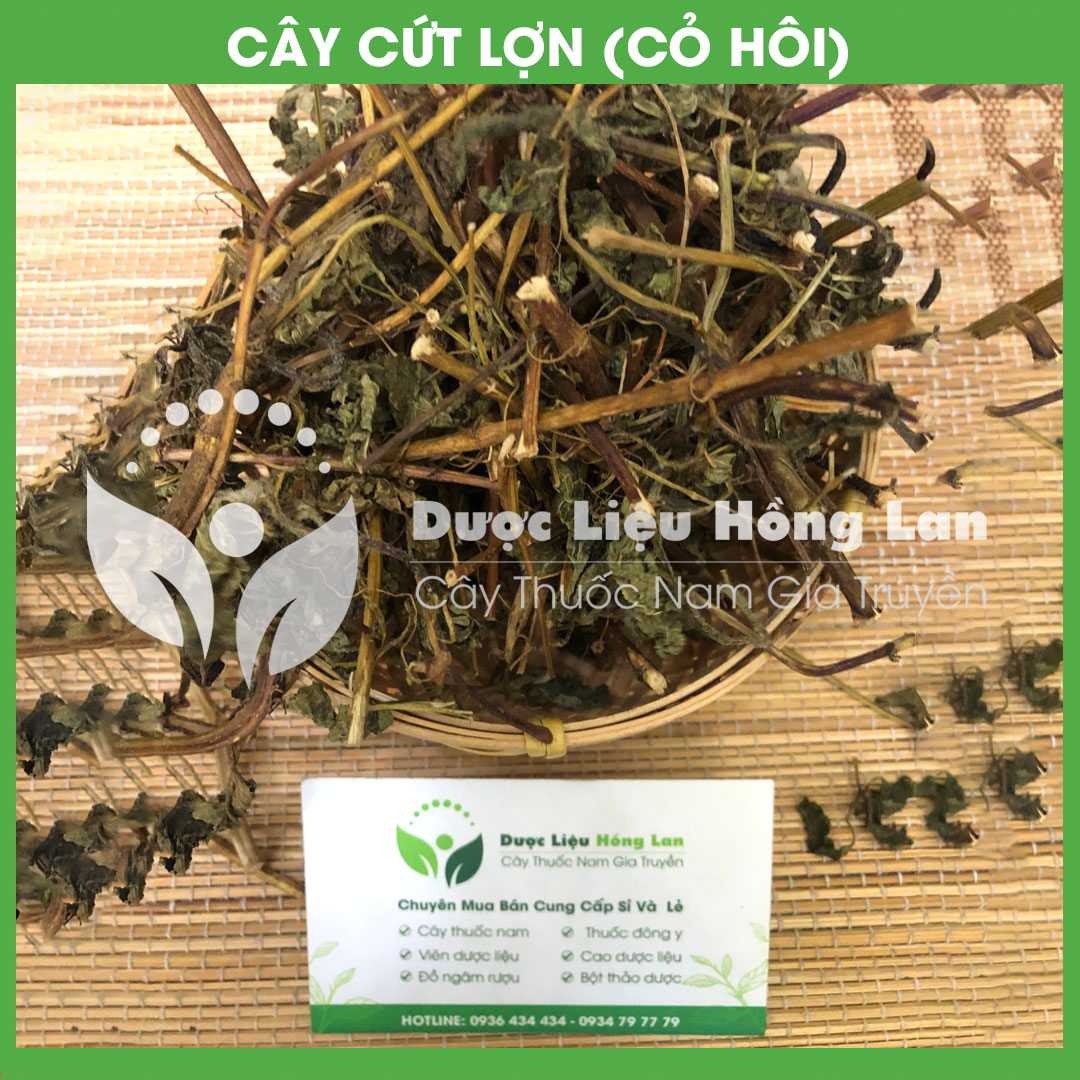 Cây Cỏ Hôi (Cây Cứt Lợn) khô 500gram