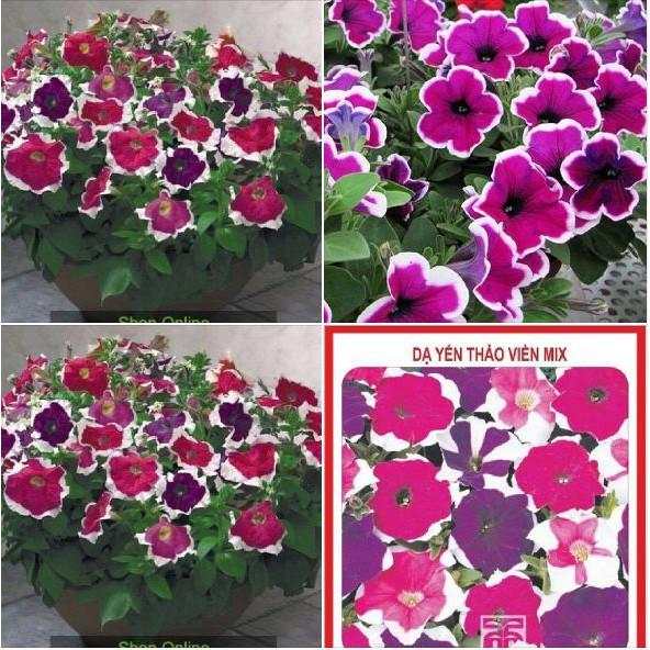 Hạt giống dạ yến thảo cánh đơn mix màu - 1 gói 100 hạt