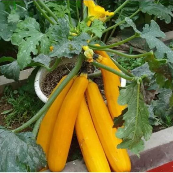 Hạt giống bí ngồi vàng siêu quả