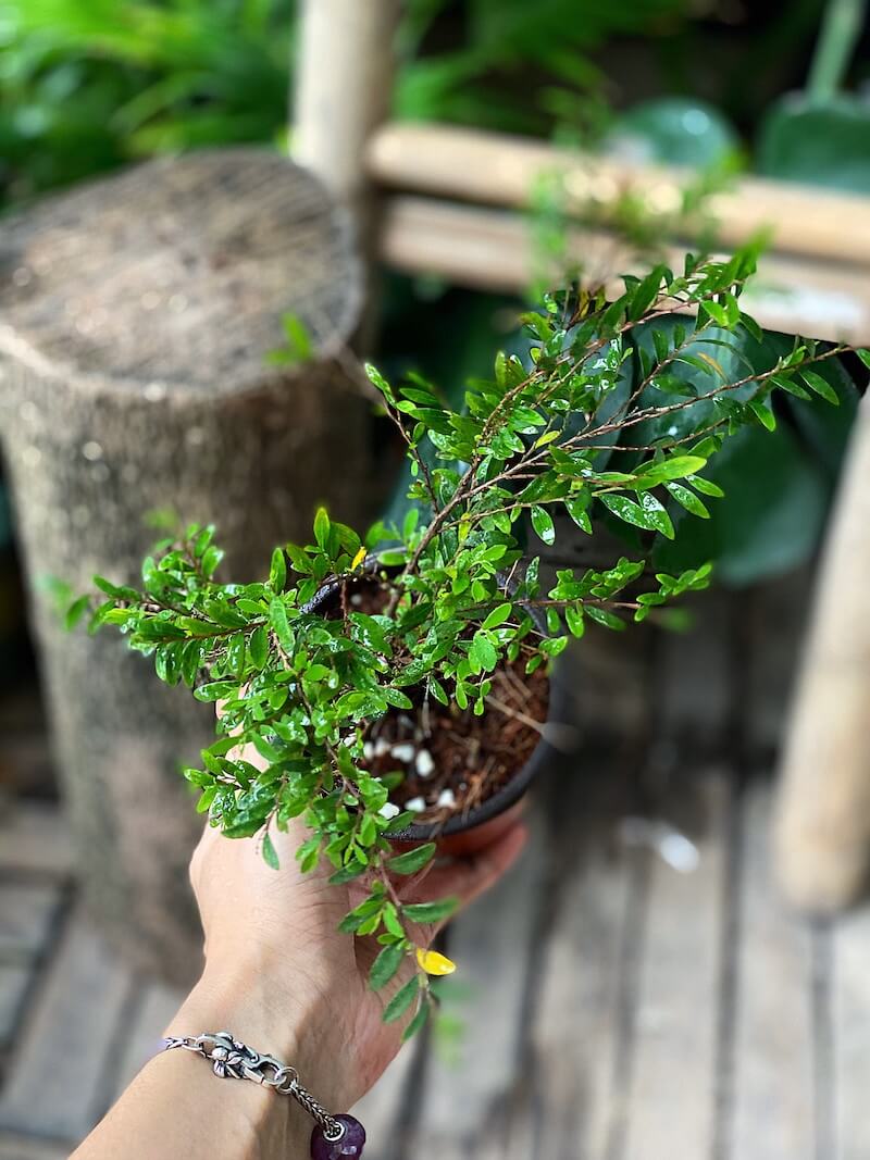 Cây Phyllanthus cochinchinensis Green Lightning  chậu nhựa 10cm