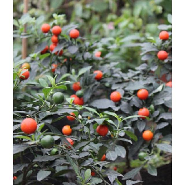 Hạt giống ớt kiểng quả tròn CT314 - Gói 30 hạt