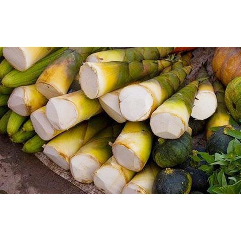 CÂY GIỐNG TRE lấy măng TRE BÁT ĐỘ FREESHIP EXTRA + HOÀN XU EXTRA ]