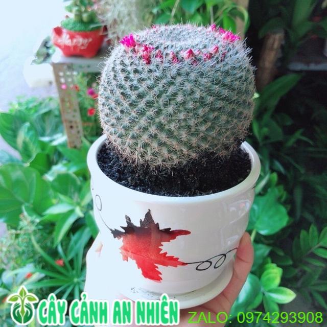 Chậu Xương Rồng Nở Hoa