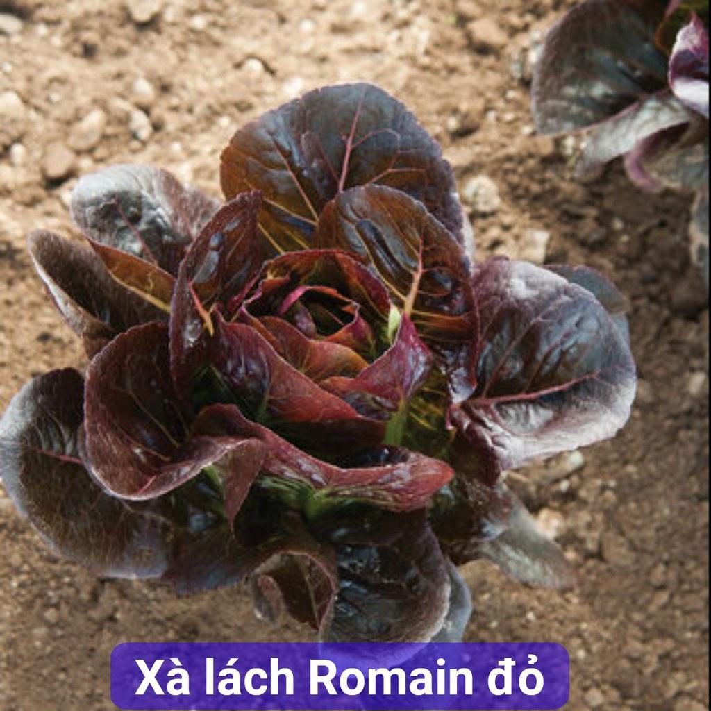 Hạt giống xà lách ROMAINE đỏ cao sản KNS3201 - Gói 0.2gram