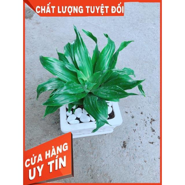 Chậu Cây Phát Tài