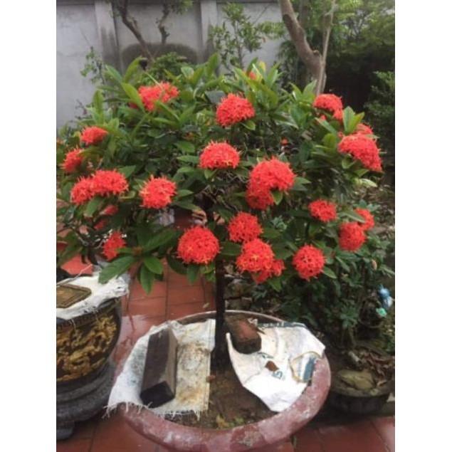 Cây giống mẫu đơn