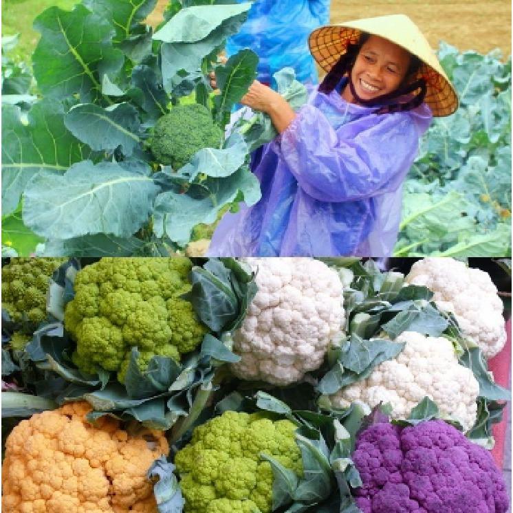 Hạt giống súp lơ mix màu 20 hạt/gói