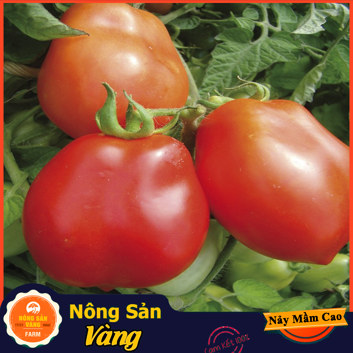 Hạt giống Cà Chua Leo Giàn - Nông Sản Vàng