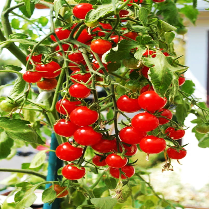 Hạt giống cà chua cherry đỏ trái hình trứng, thịt dày, trồng được quanh năm, cây phát triển mạnh