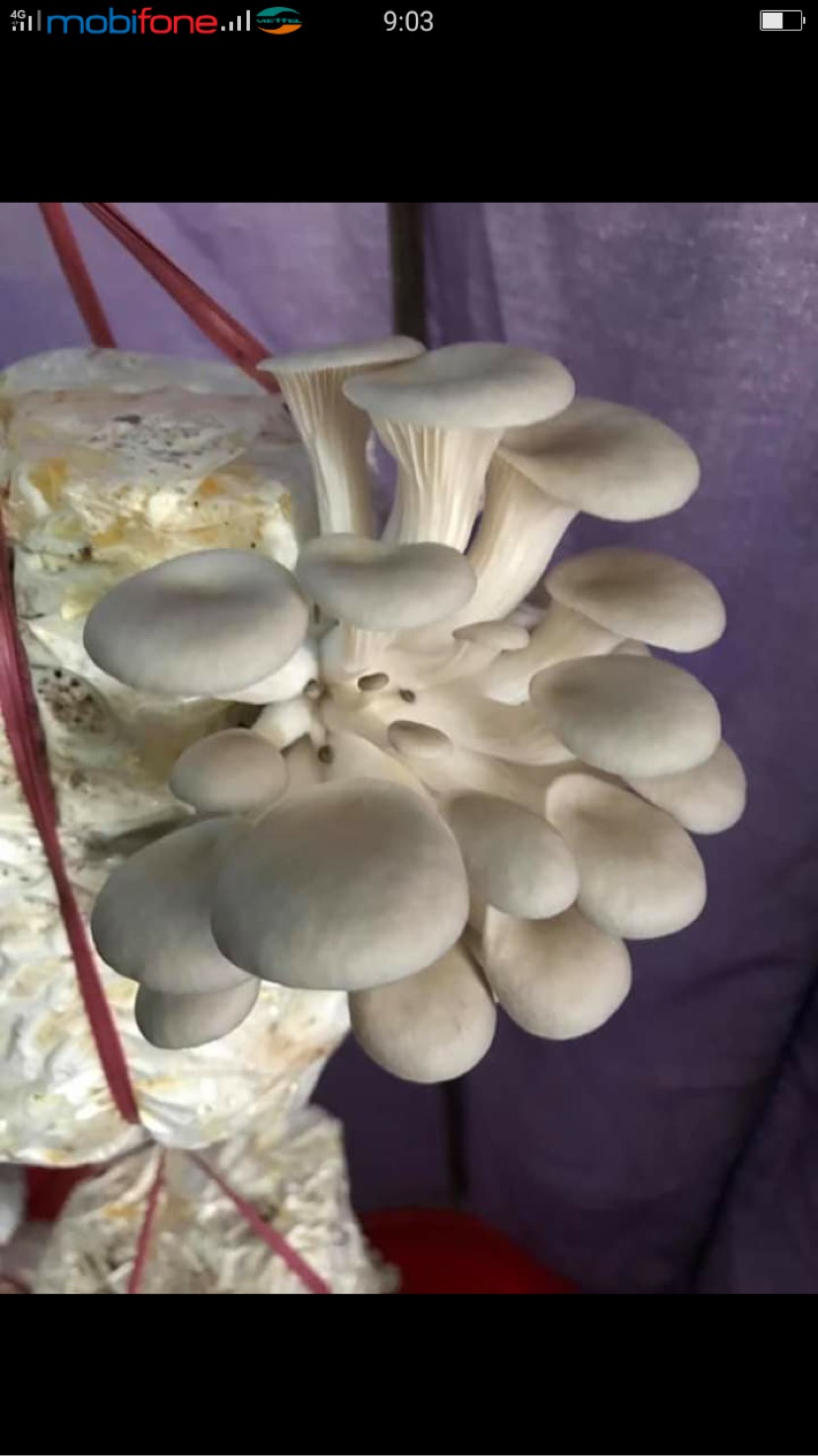 Combo 05 Phôi Nấm Sò Thái Trắng