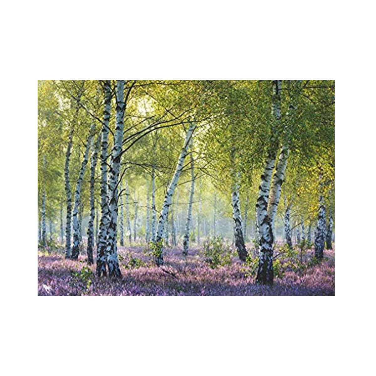 Xếp hình puzzle Birch Forest 1000 mảnh RAVENSBURGER 167531