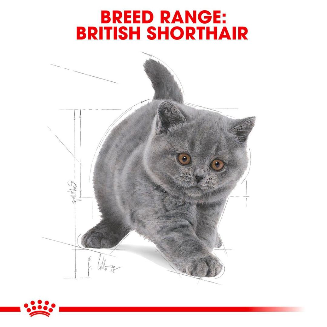 Thức Ăn Hạt Dành Cho Mèo Anh Lông Ngắn Từ 2-12 Tháng Tuổi Royal Canin British Shorthair Kitten