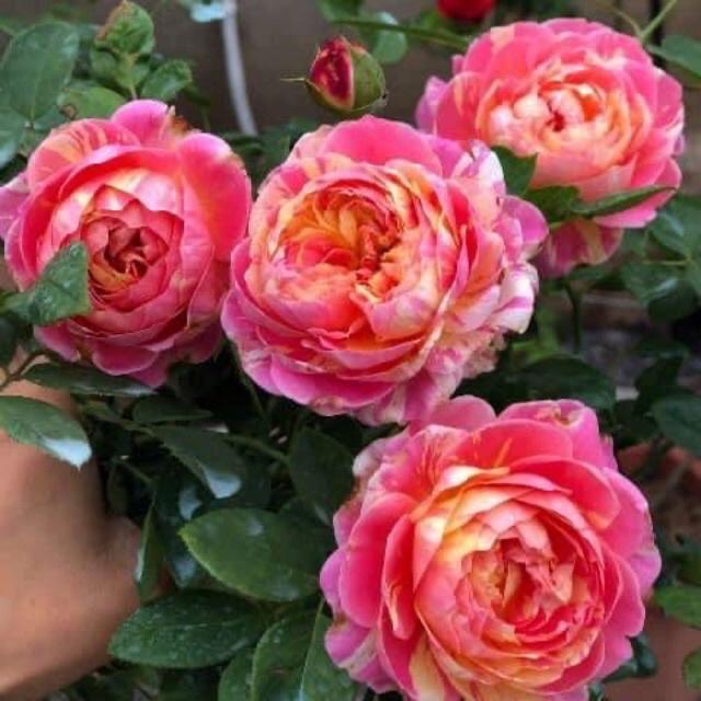 Hoa hồng ngoại Claude Monet Rose- cây giống rễ trần
