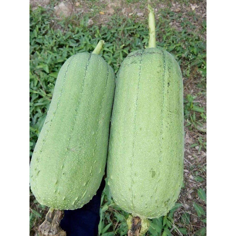 Hạt Giống Mướp Hương Quả Ngắn F1 Giống Cho Năng Xuất Cao Ăn Rất Ngon