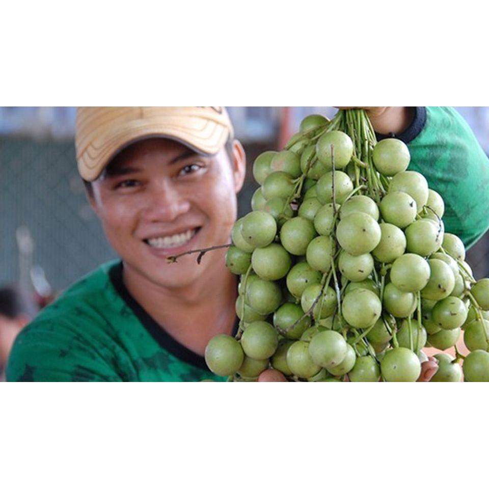 Cây giống Dâu Da Xanh .
