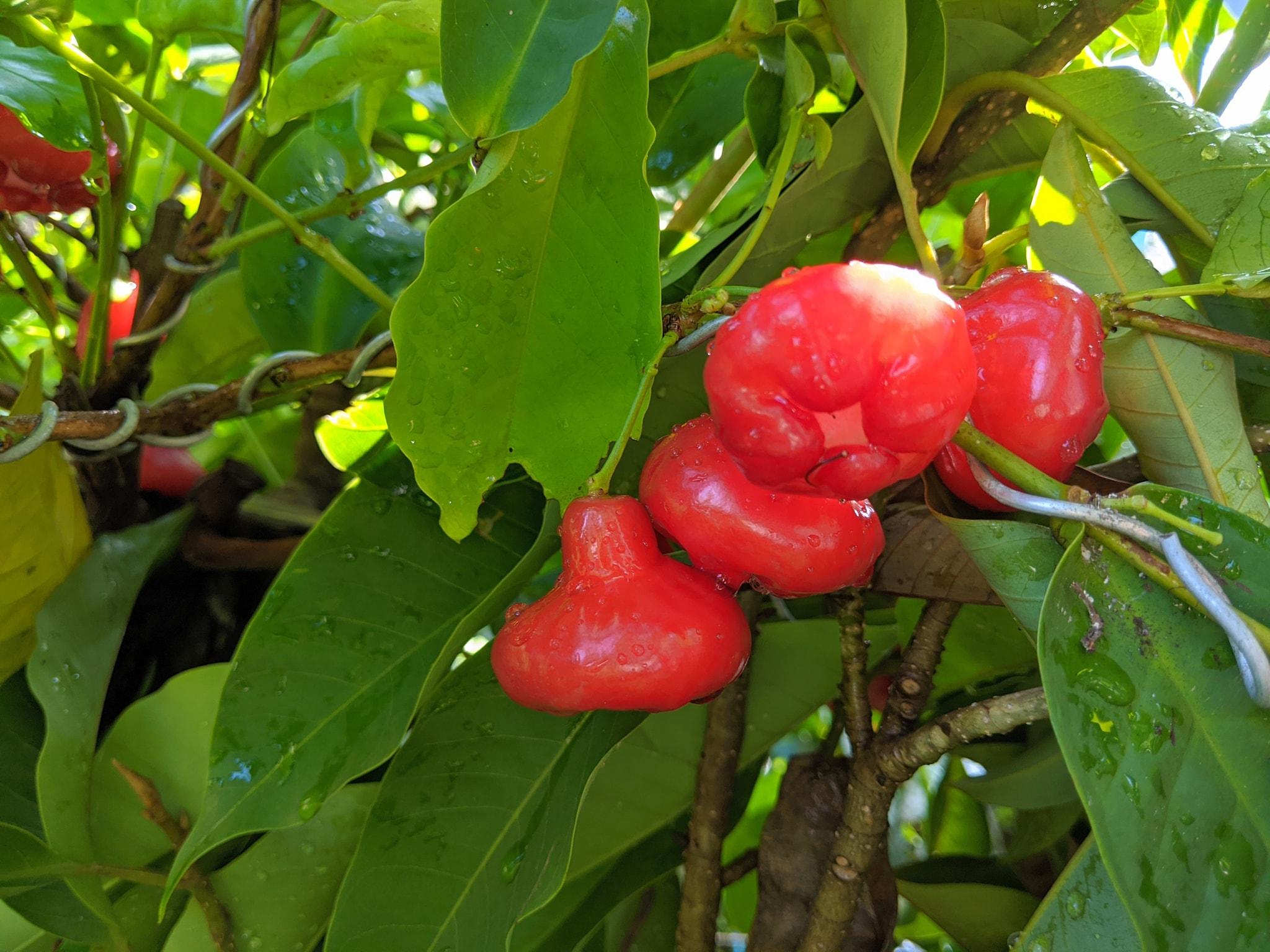 Cây mận Hoàng Yến