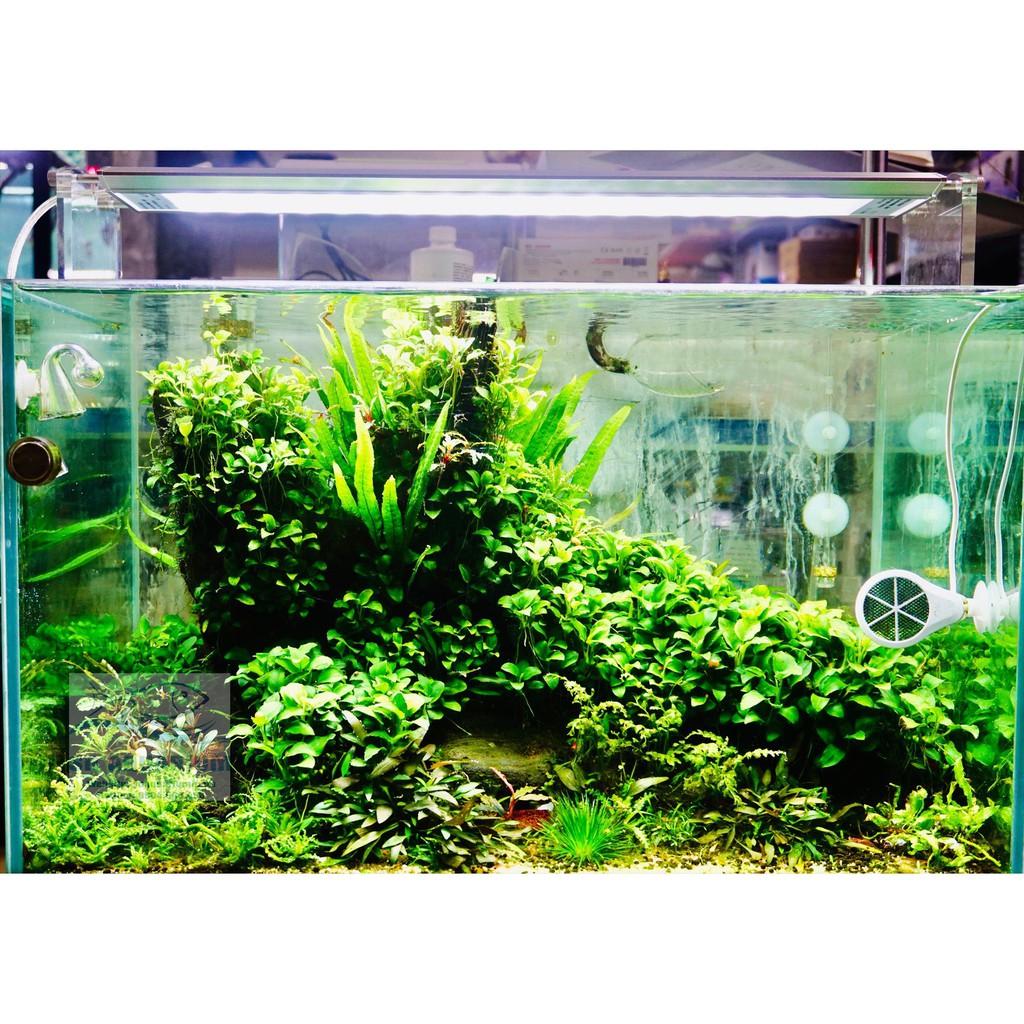 ĐÈN WEEK AQUA M900 PRO
