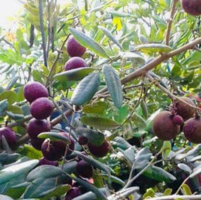 CÂY GIỐNG NHÃN XUỒNG TÍM