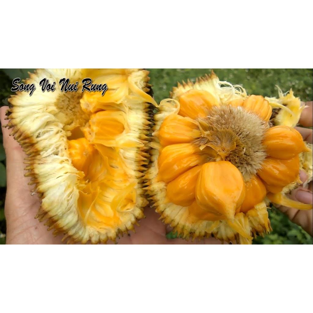 Cây ăn quả có múi cam kết chất lượng