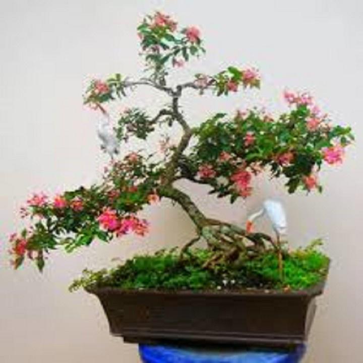 CHẬU CÂY Hồng ngọc mai bonsai , CHẬU CÂY LỚN