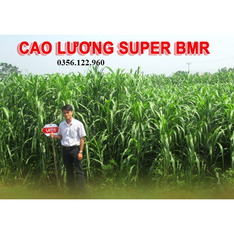 300g hạt giống cỏ Sudan Super BMR - cỏ chăn nuôi giàu dinh dưỡng