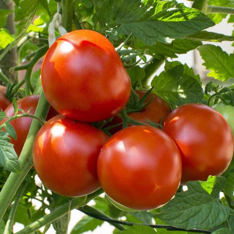 Hạt giống Cà Chua F1 Samovi  – 0.5gram