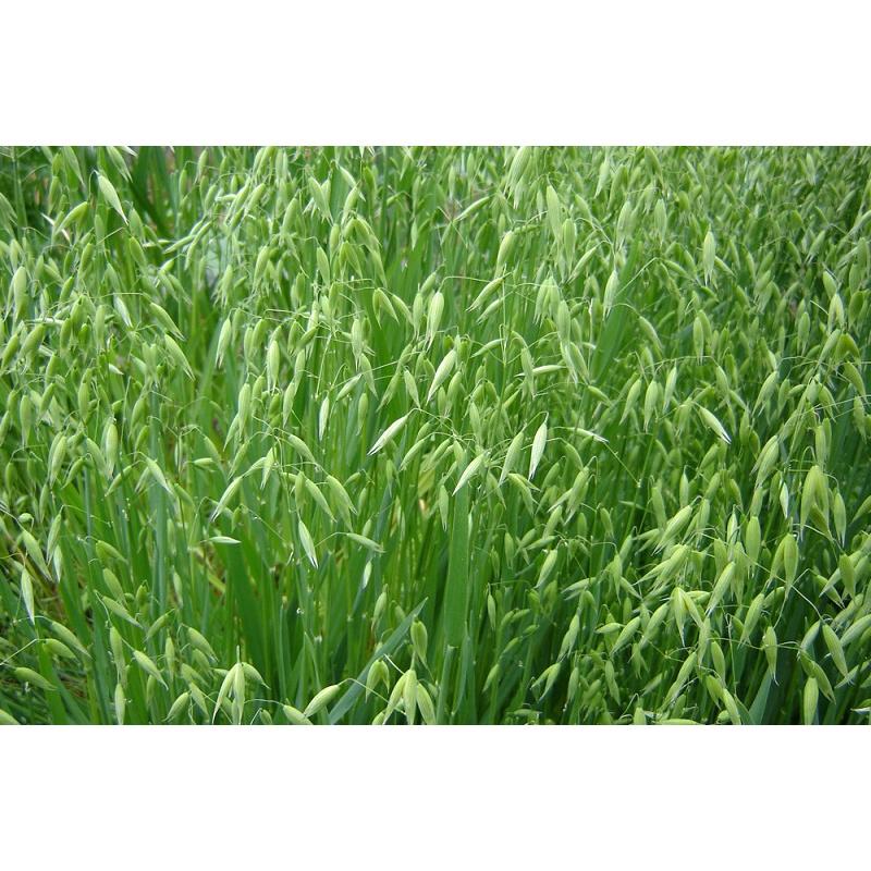 100g Hạt giống cỏ yến mạch - cỏ chịu lạnh , chịu sương muối