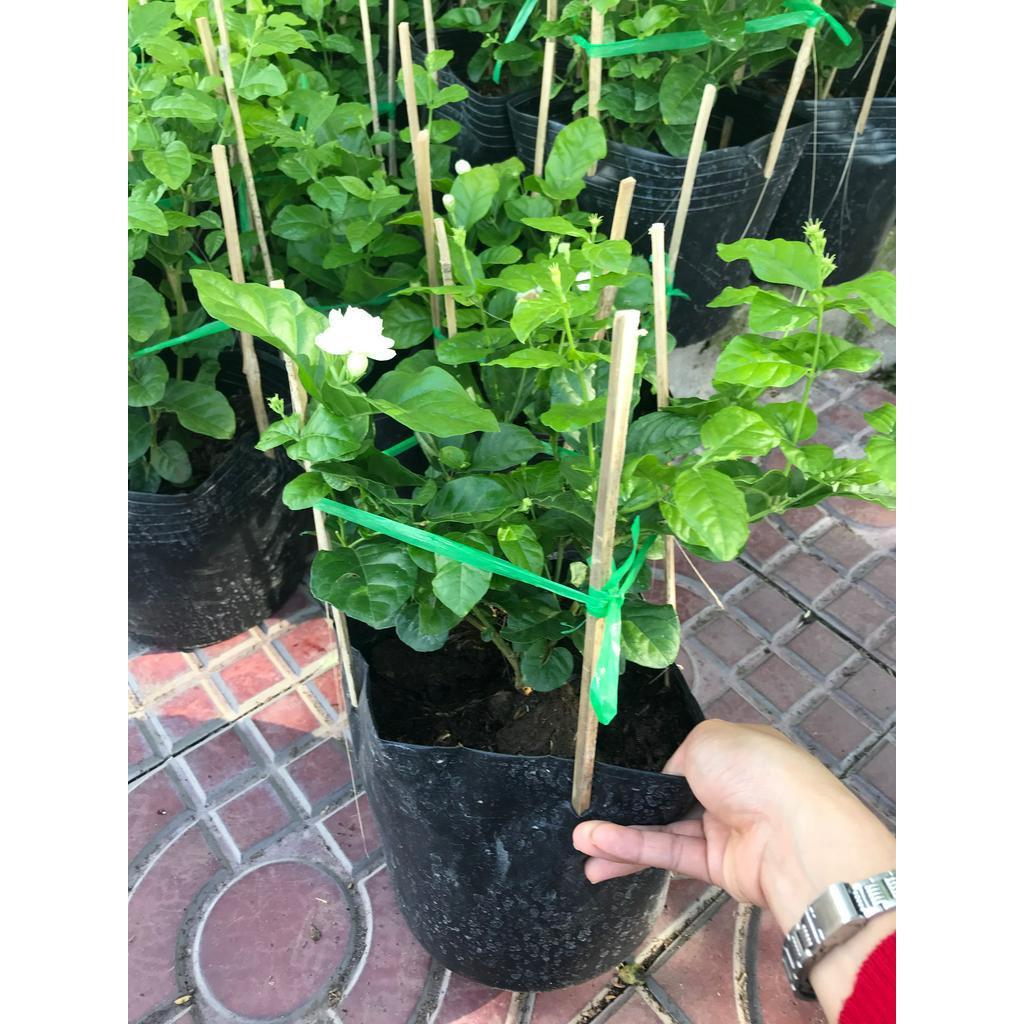 Cây lài trà hoa thơm + tặng phân bón cho cây mau lớn