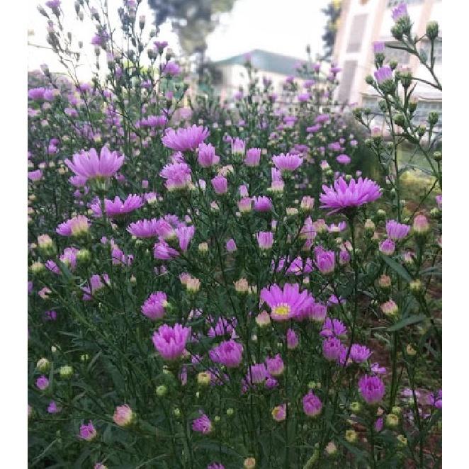 Hạt giống hoa cúc thạch thảo cao mix màu CT399 - Gói 50 hạt