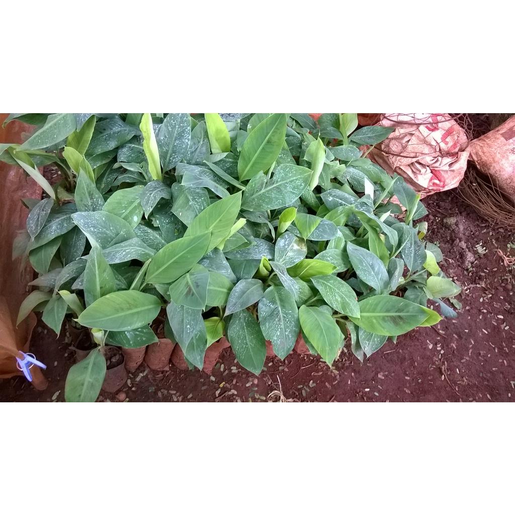 CÂY GIỐNG CHUỐI MẬT LÙN NAM MỸ.