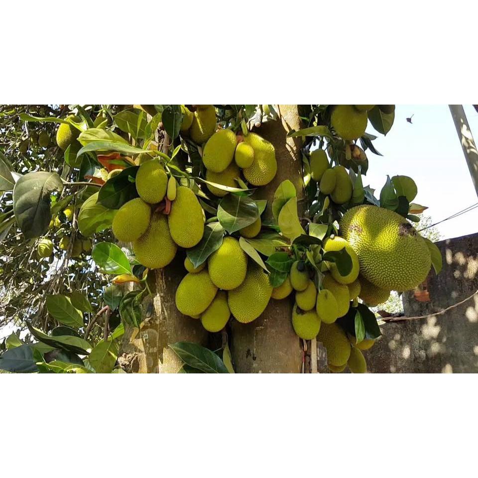 Cây giống mít tố nữ siêu trái