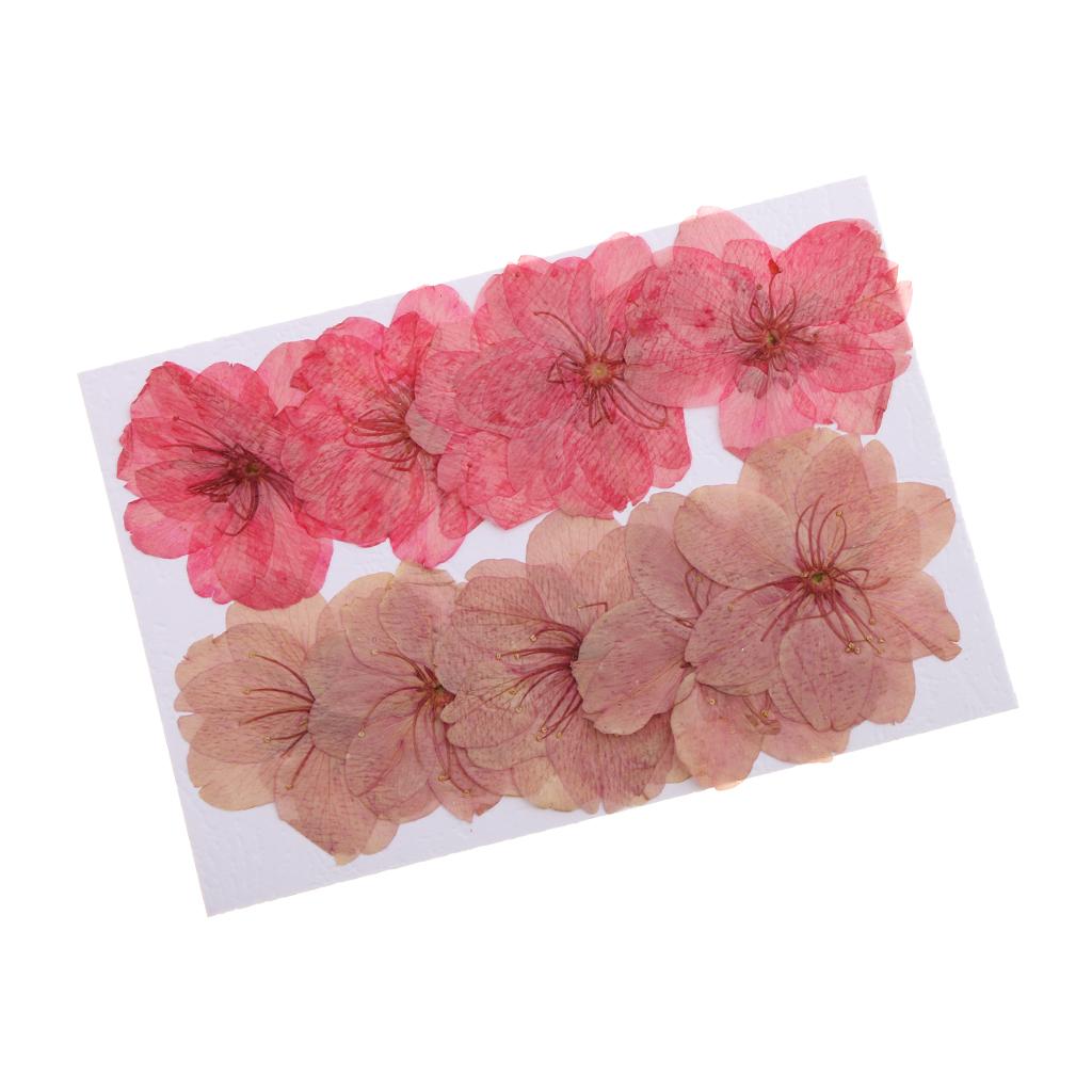 10 Pieces Natural Pressed Dried Sakura Flower Cherry Blossom for DIY Arts Crafts