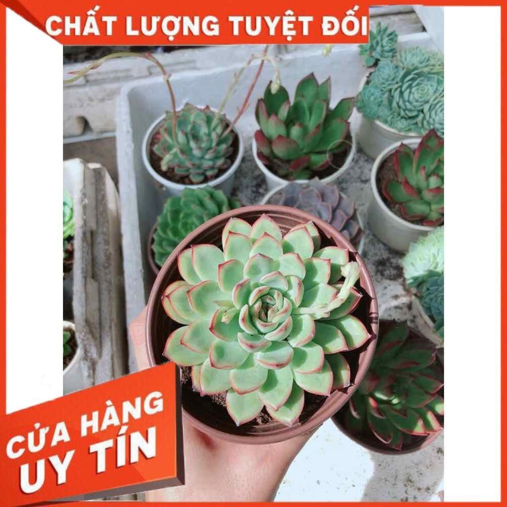 Sen đá viền hồng Nhiều Người Mua
