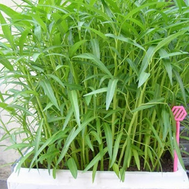 Hạt Giống rau muống lá tre - AgriBamboo 666