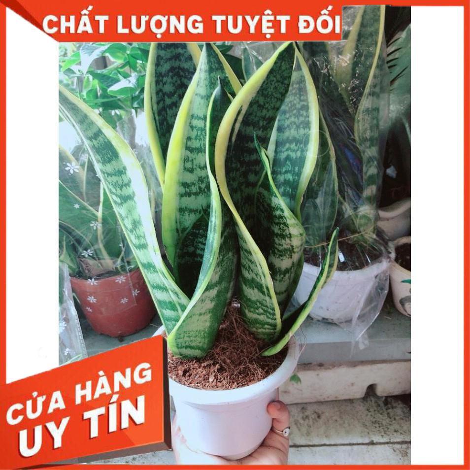 Chậu Lưỡi Hổ Nhiều Người Mua