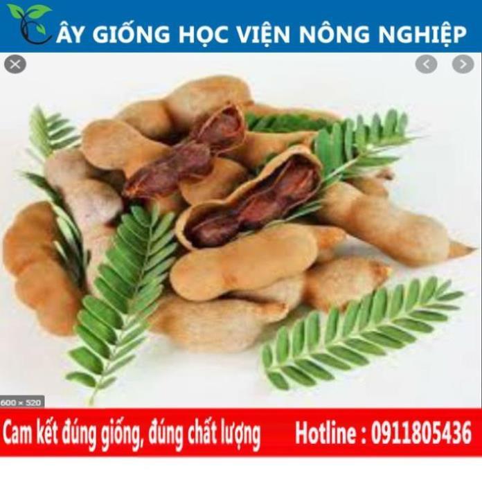 Sản phẩm Cây Ăn Trái cây me Thái- Me ngọt sai trái