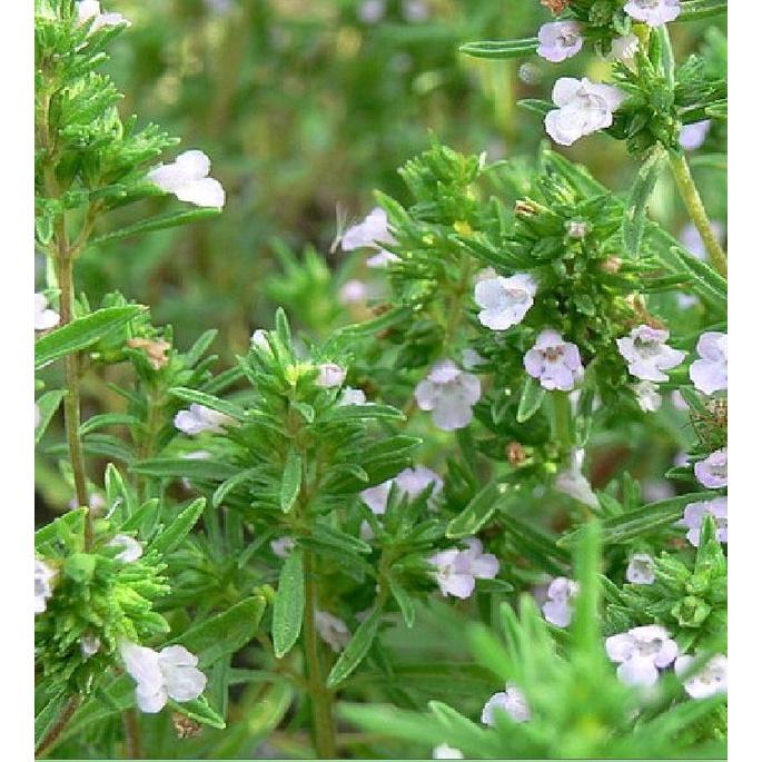 Hạt giống cỏ xạ hương (Thyme) - 100 hạt/gói