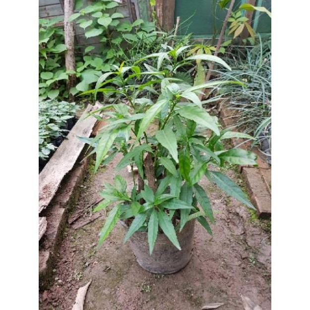 Chậu cây hoàn ngọc trắng cỡ to - Đơn hàng thanh toán trước tặng 1 cây giống