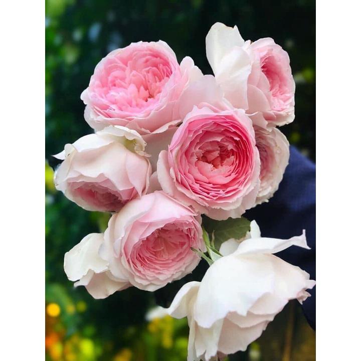 Hoa hồng ngoại Misaki siêu đẹp - chậu to , cây to già 2 năm