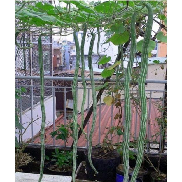 Hạt giống mướp rắn siêu dài -gói 5 hạt/tặng kèm gói phân bón lót