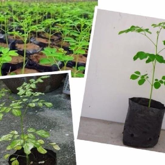 Hạt Cây Giống Chùm Ngây F1-Gói 20 hạt/tặng kèm gói phân bón lót